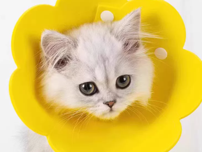 瓜洲牧伊丽莎白圈猫绝育项圈防舔英短猫咪脖圈颈圈头套狗宠物用品图1